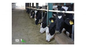 تعدادی گاو در سر آخور