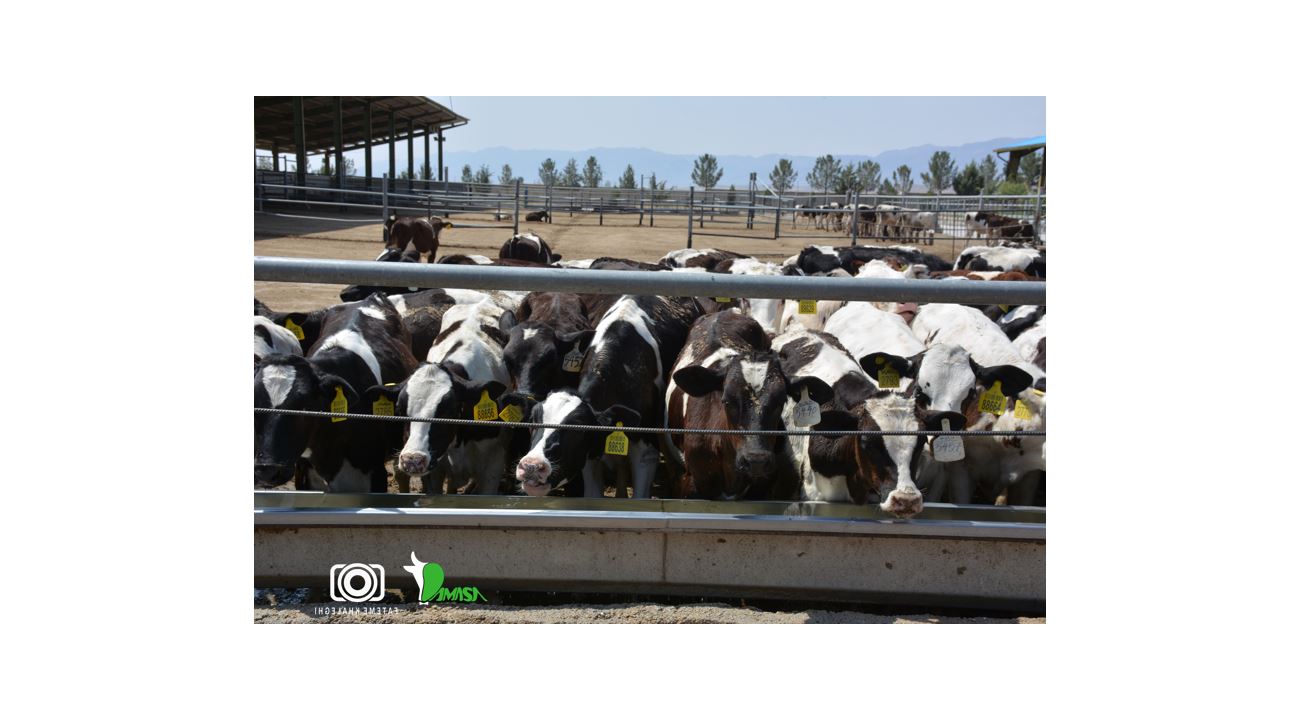 تعداد زیادی گاو در حال استفاده از آبخوری