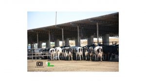 تعدادی گاو زیر سایه بان