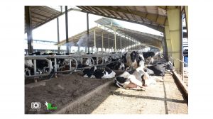 سیستم فری استال