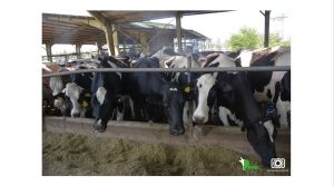تعدادی گاو در سر آخور