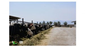 تعدادی گاو در سر آخور