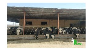 تعدادی گاو در سر آخور