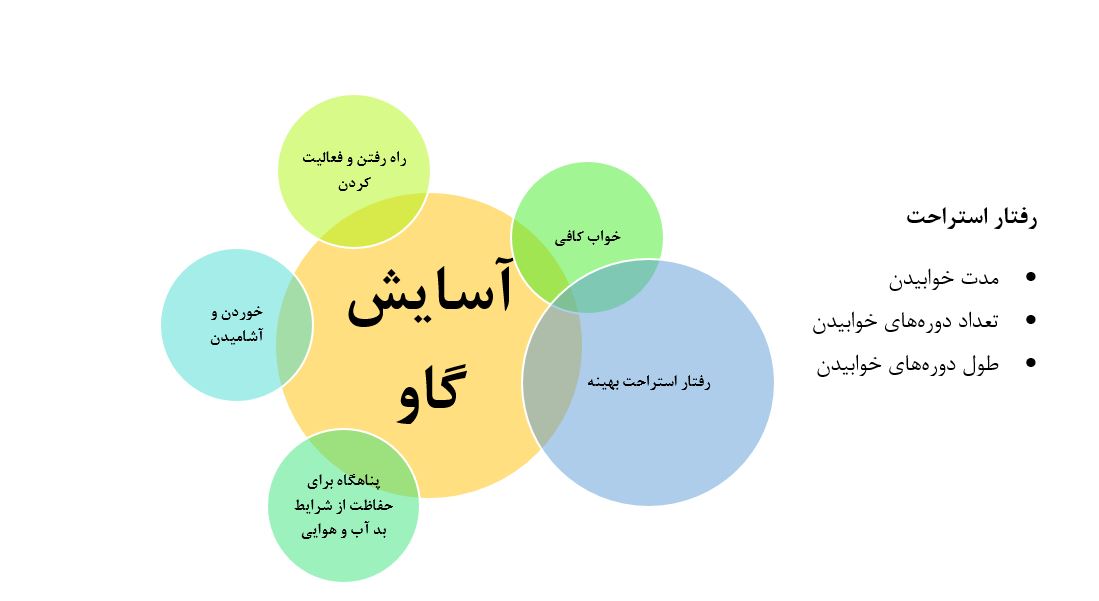 تأثیر تاسیسات و مدیریت بر میزان حذف گاو 1 استراحت