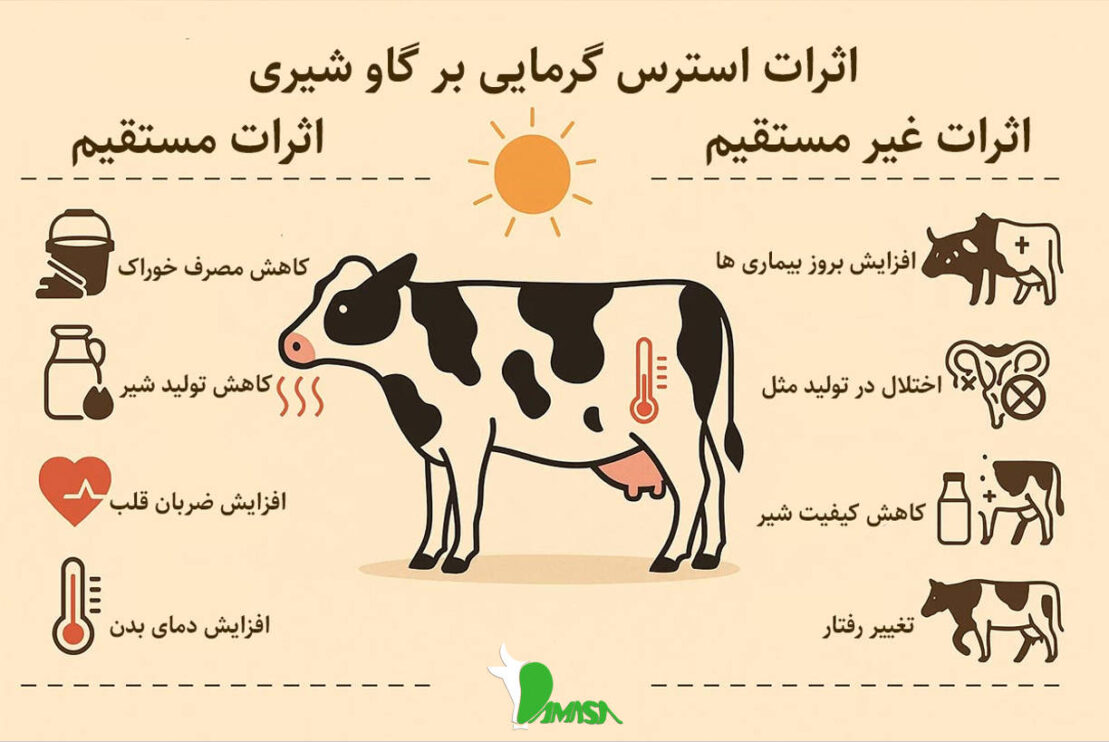 استرس گرمایی در گاو شیری: علل، علائم و بهترین روش پیشگیری 2 the-effect-of-heat-stress-in-dairy-cow