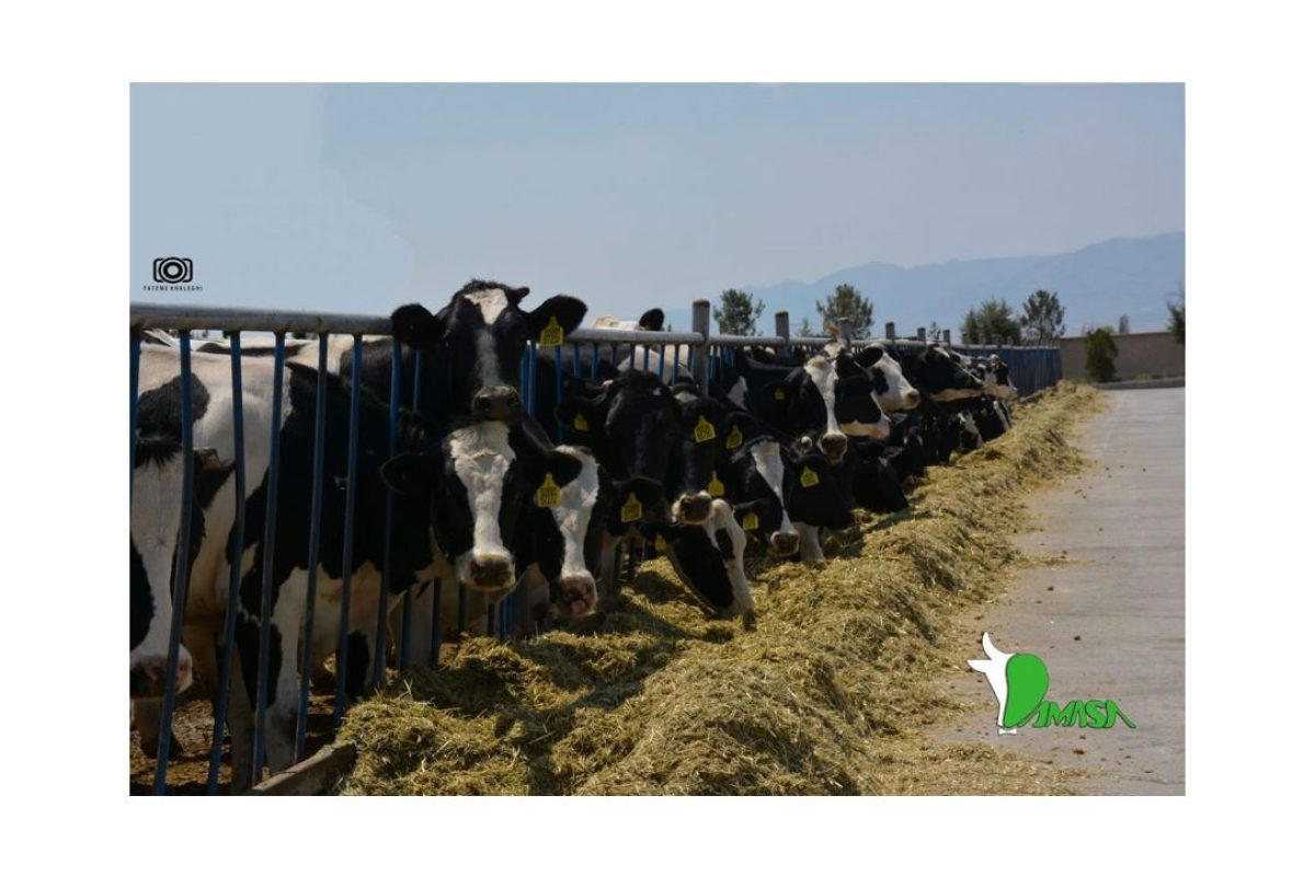 تعدادی گاو در حال خوردن غذا