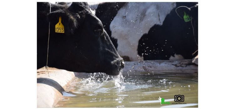 گاو در حال خوردن آب