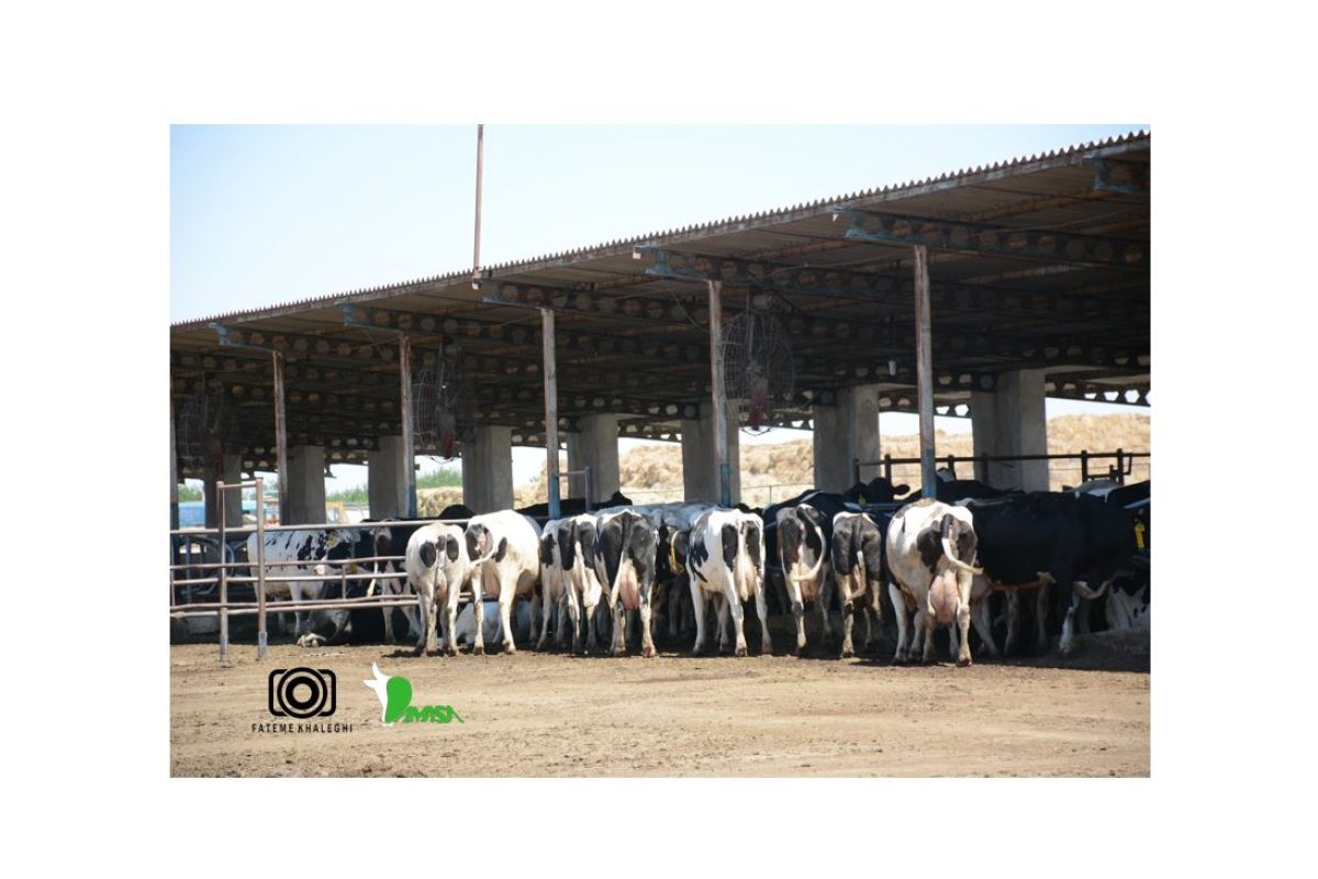 تعدادی گاو زیر سایه بان